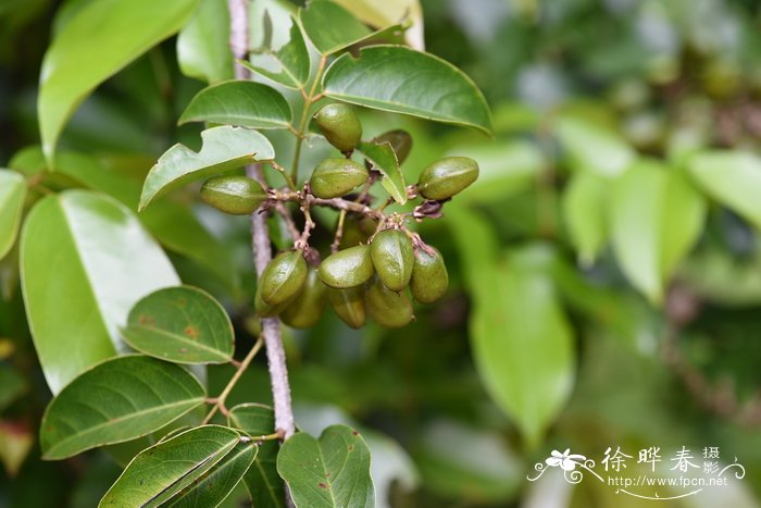 佛珠植物