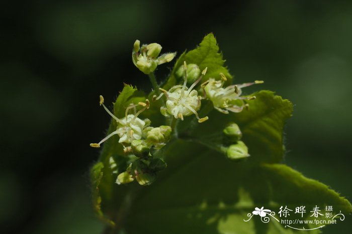 花叶芋