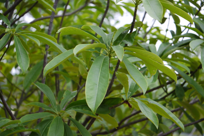 马鞭草科