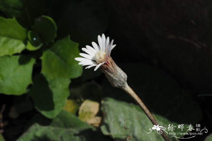 绿叶花卉图片大全及花名