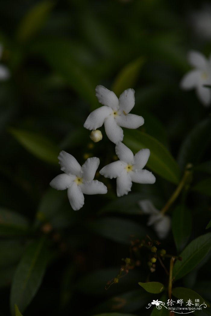 名贵花木品种大全图片