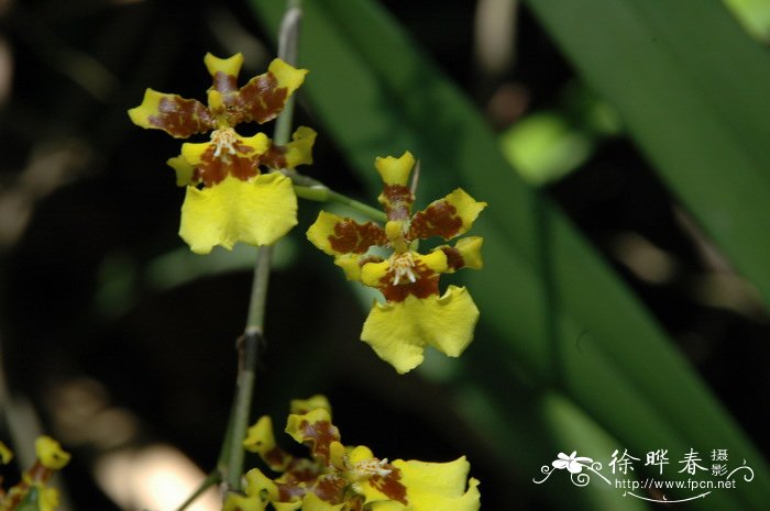 樱花树修剪大全