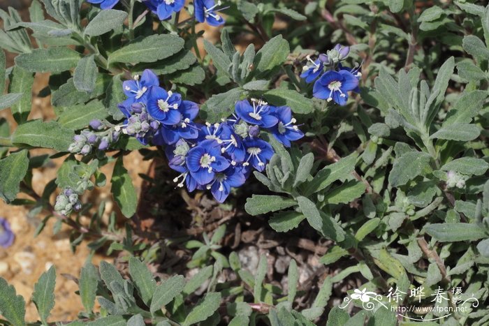 各种菊花图片