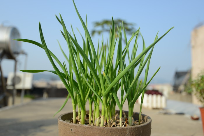 豆角种植时间和技术