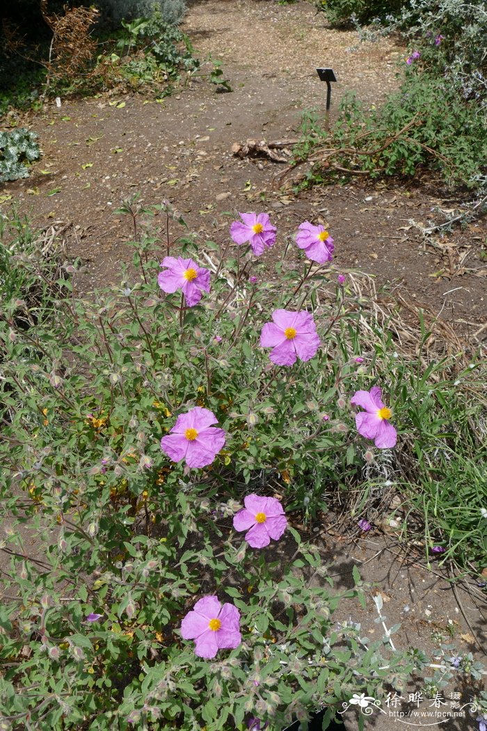 人闲桂花落