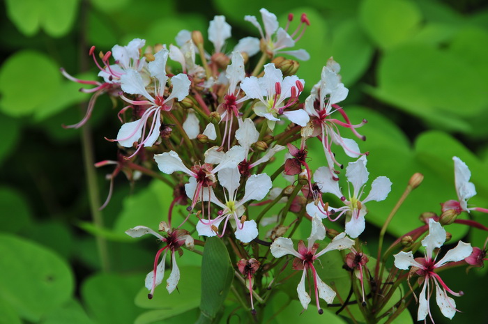 盆栽桂花