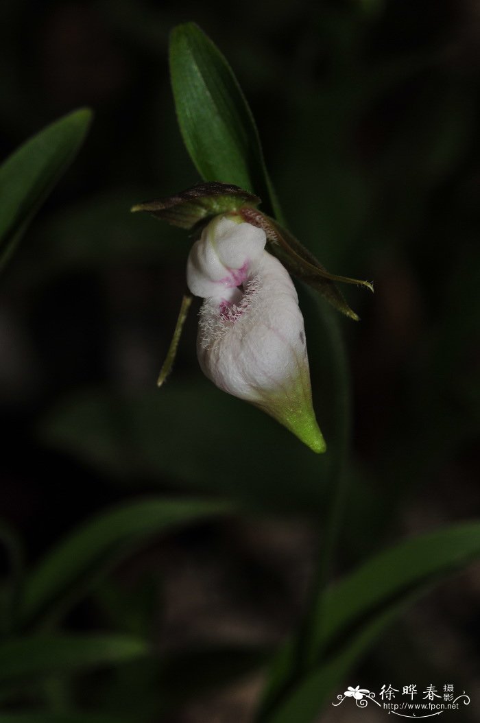 芭蕉树