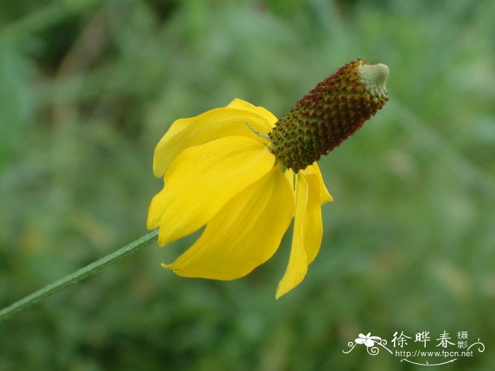 黄花菜为什么叫忘忧草