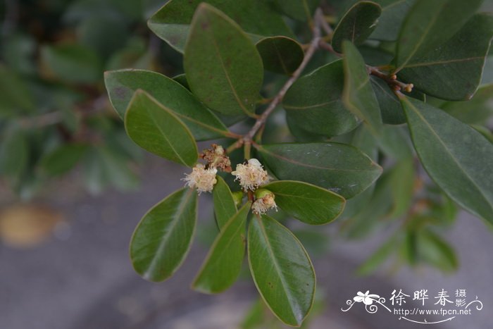 菊花什么季节开?