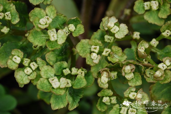 水仙花有毒吗