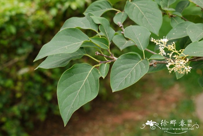 芦荟开花了是怎么回事