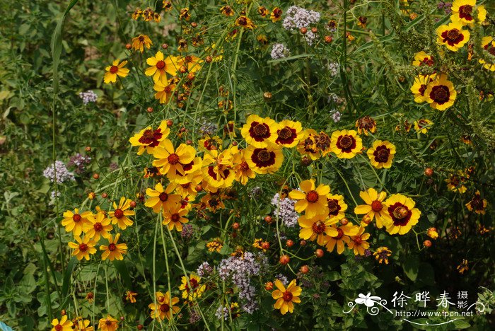 结婚鲜花