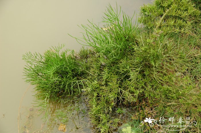 李子是什么季节水果