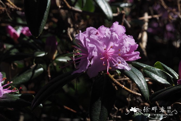 杜鹃花养殖