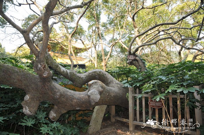 什么植物不怕冷