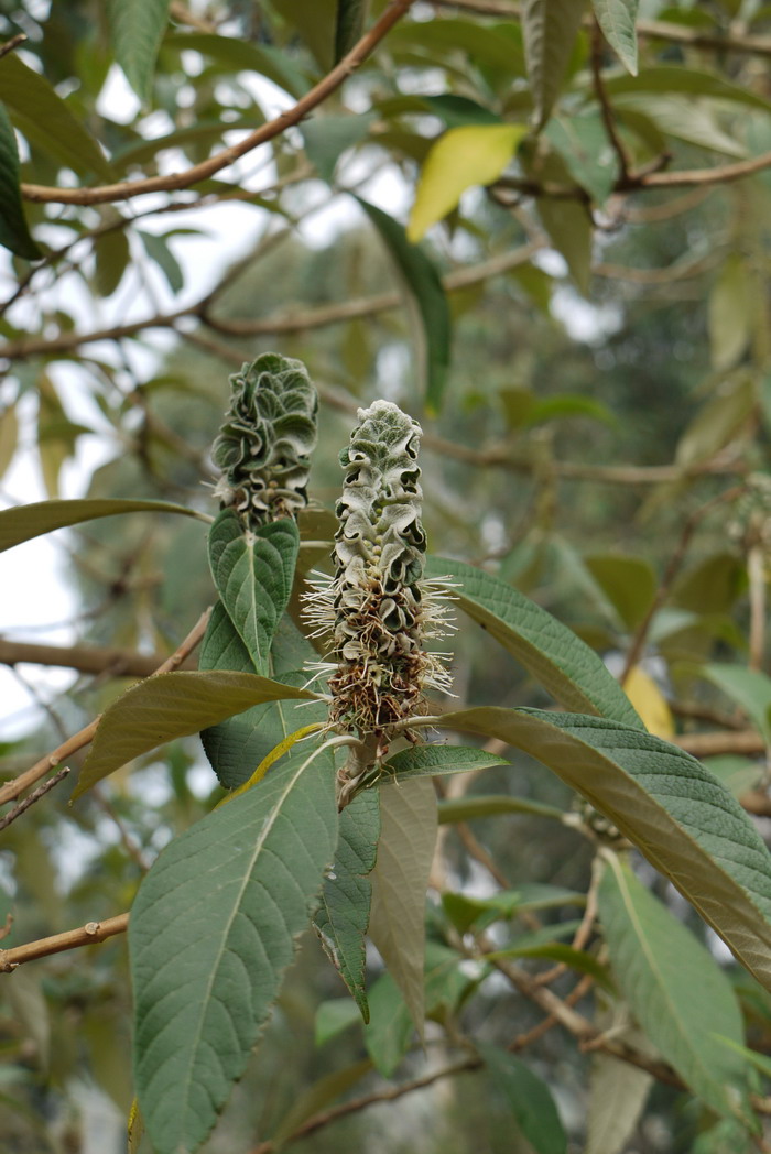 痒痒树是什么植物