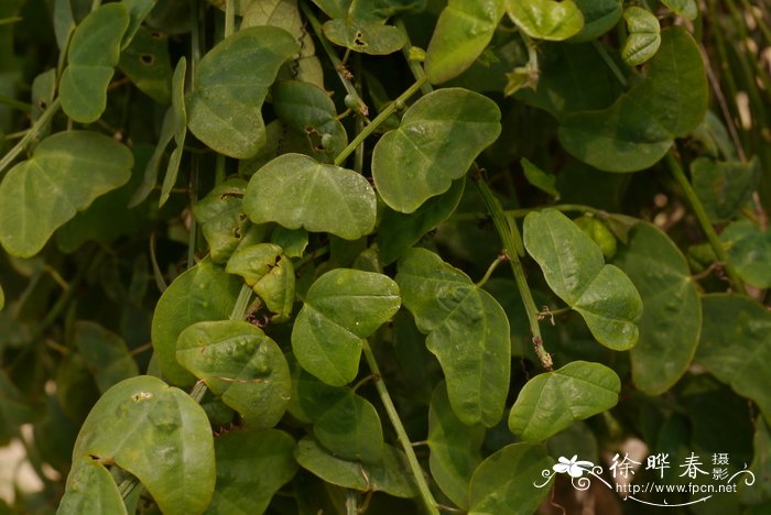 油菜根肿病