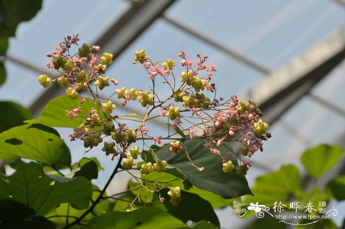 蒲公英图片 植物