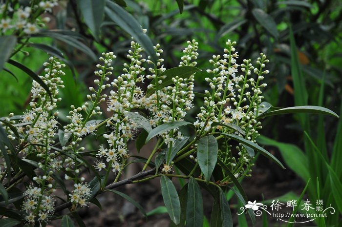 菩提树果实图片