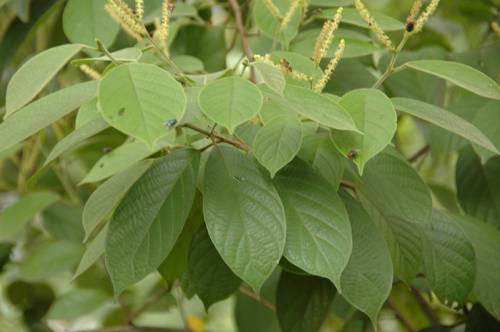 九里香花适合在室内养吗