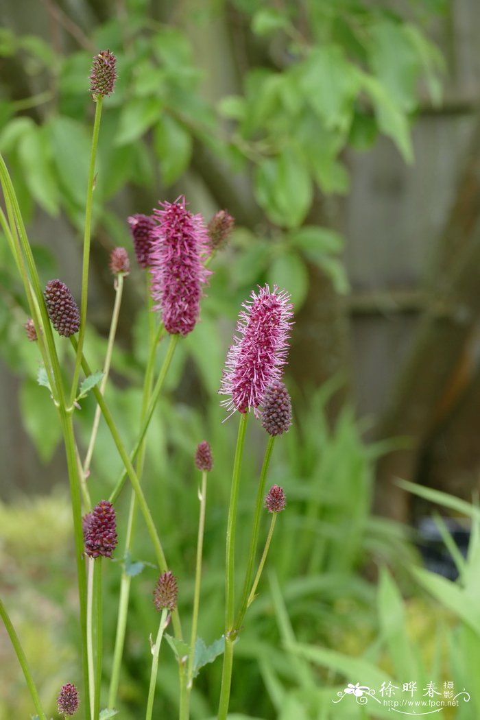 花梨