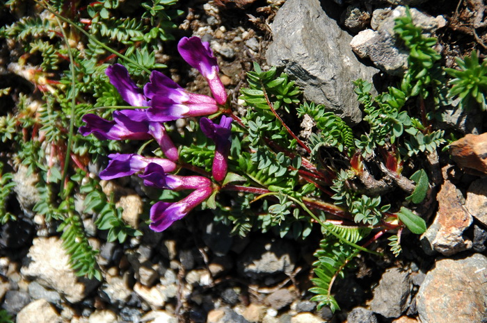 百合的花语