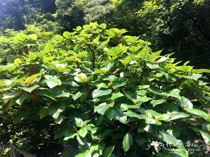 多肉植物品种名称大全