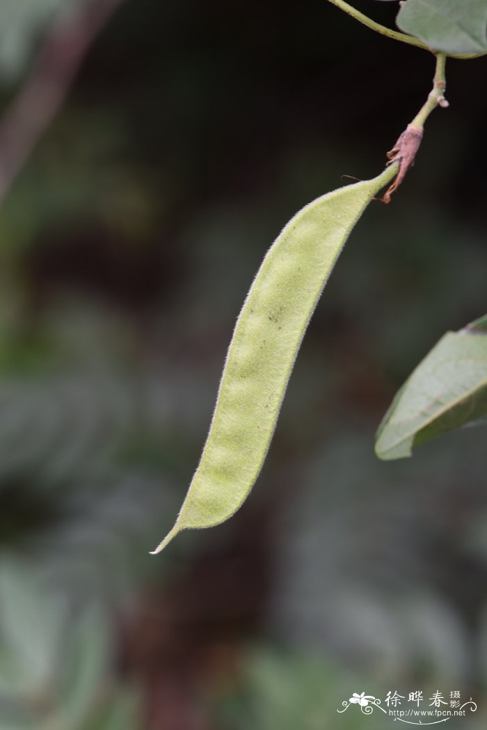 花盆土壤板结如何快速改良