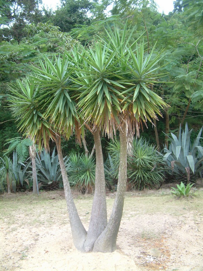 欧石楠的花语