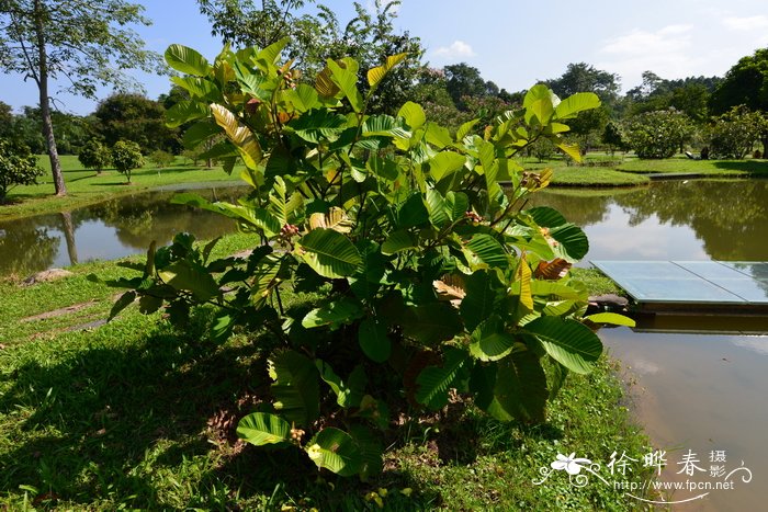 格桑花种子种植方法和时间