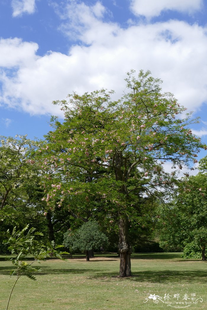 丁香花什么颜色