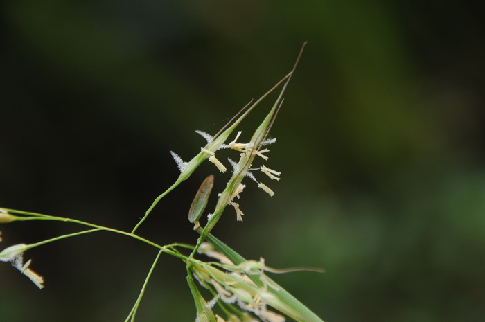 金茶花