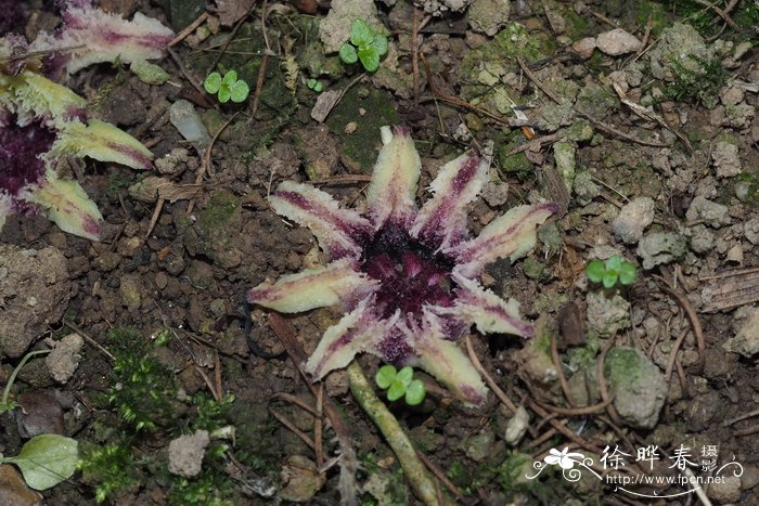 黄风铃花的花语