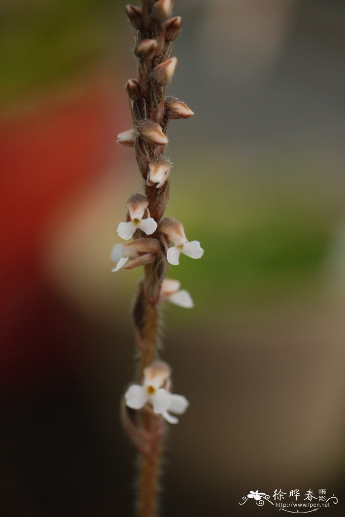 各种花