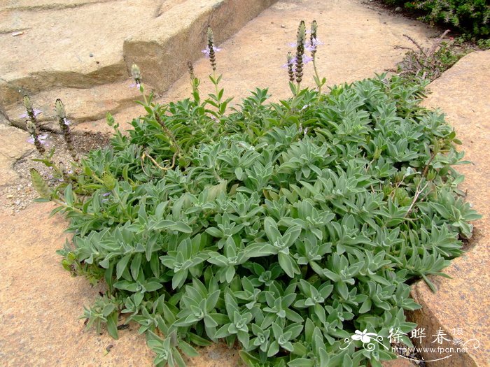 黄郁金香花语暗示什么