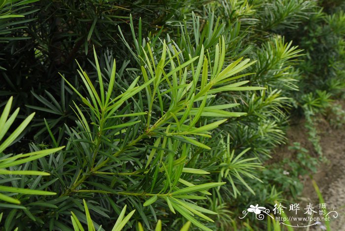 植物马兰花