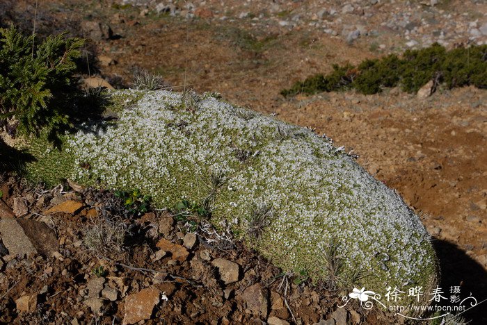 碗莲种植方法图解