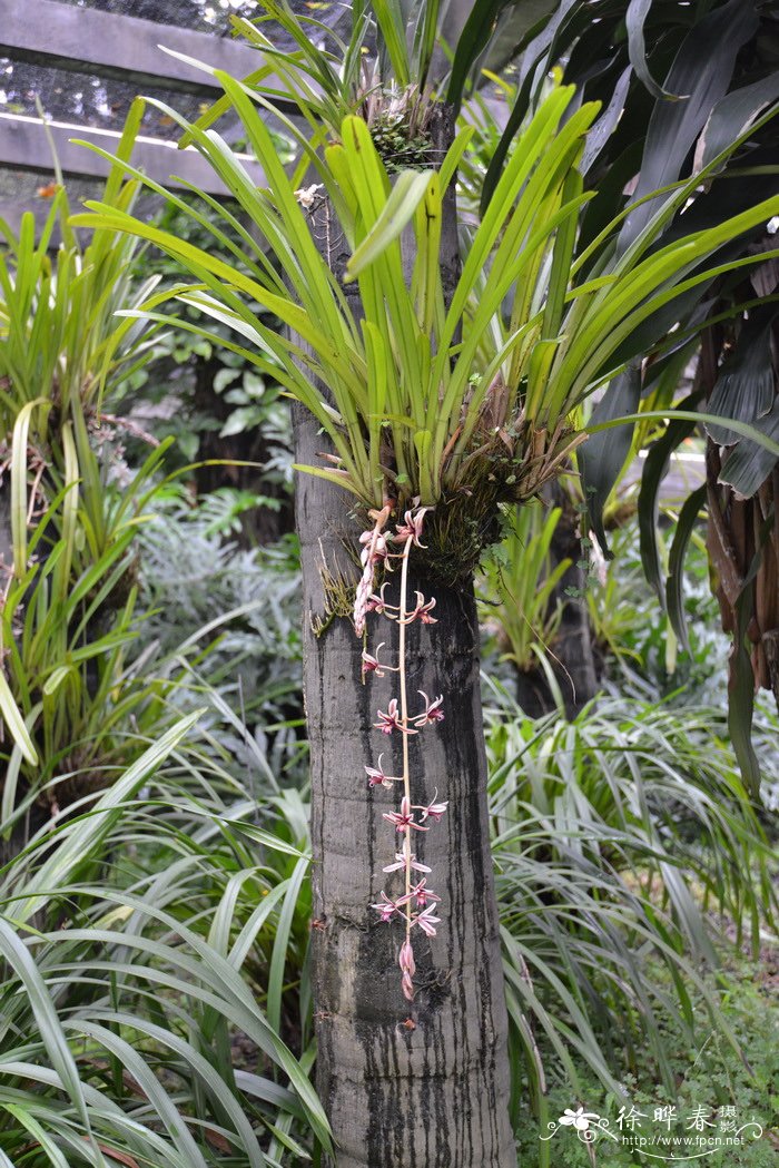 芒果树图片