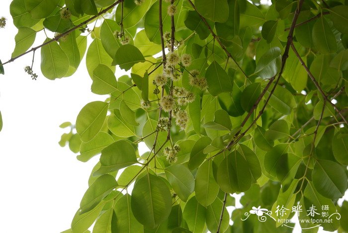 浅水莲藕种植