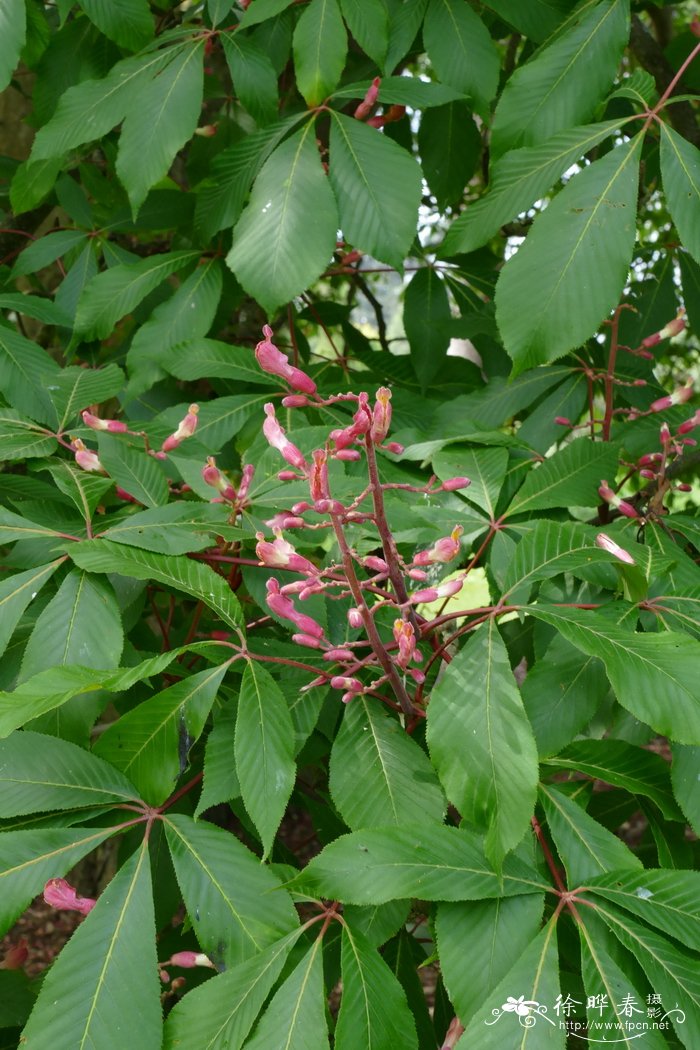 白掌花语和寓意