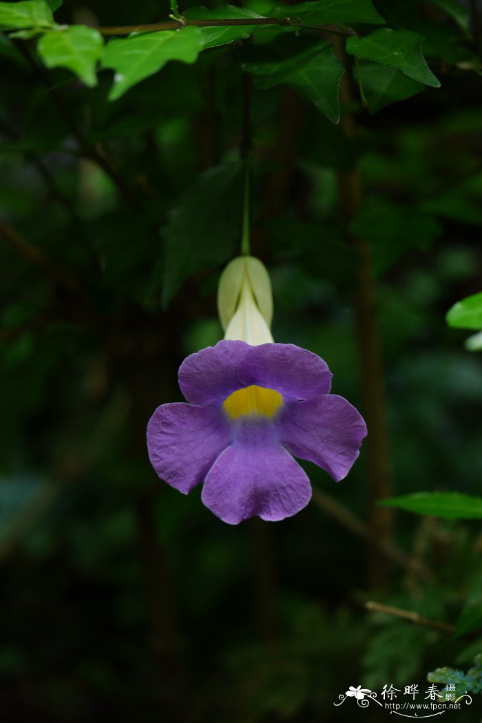 芒果是热性还是凉性