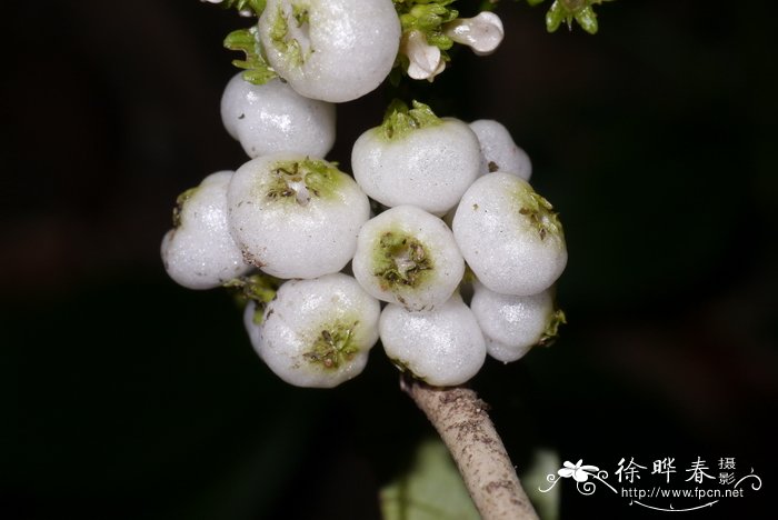 玫瑰怎么做干花