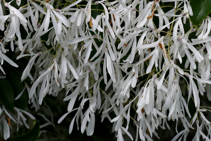 种植土