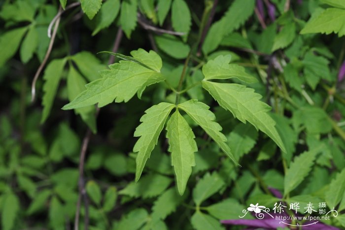 千里光植物图片