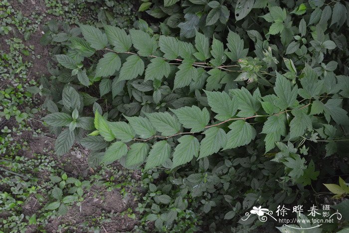 水杨梅盆景图片