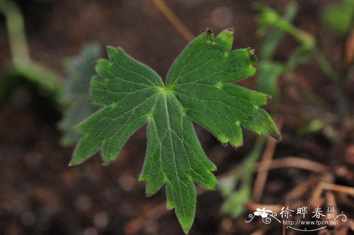 无花果种植