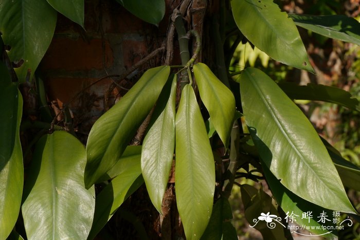 红豆杉种植