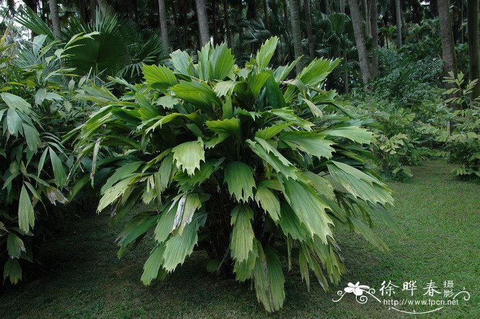 红根草图片