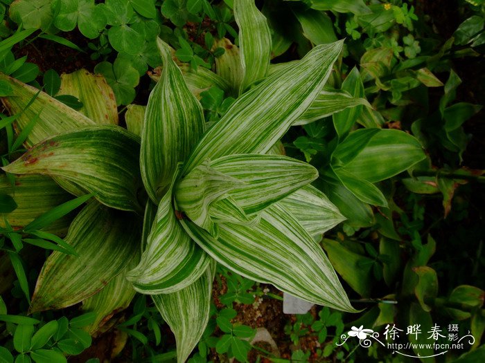 佛珠植物