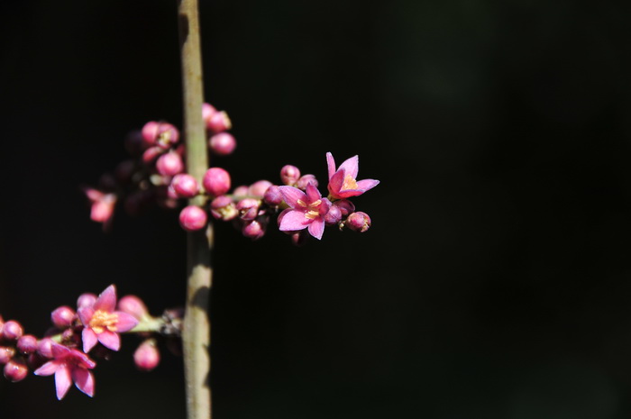 附子花